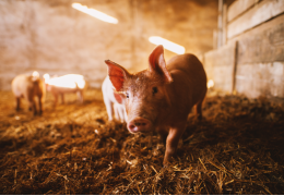 Treonina dla zwierząt: Kluczowy aminokwas dla zdrowego rozwoju i wydajnej hodowli