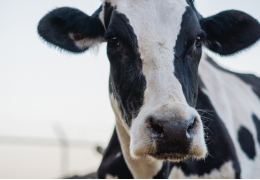 Gliceryna roślinna dla krów jako dodatek energetyczny do paszy