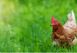 Pasza dla kur bez GMO: żywienie drobiu