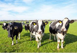 Drożdże paszowe dla bydła: korzyści, zastosowanie i wpływ na zdrowie zwierząt