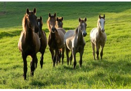 Witamina C dla koni: Kompleksowy przewodnik na temat jej roli, korzyści i stosowania